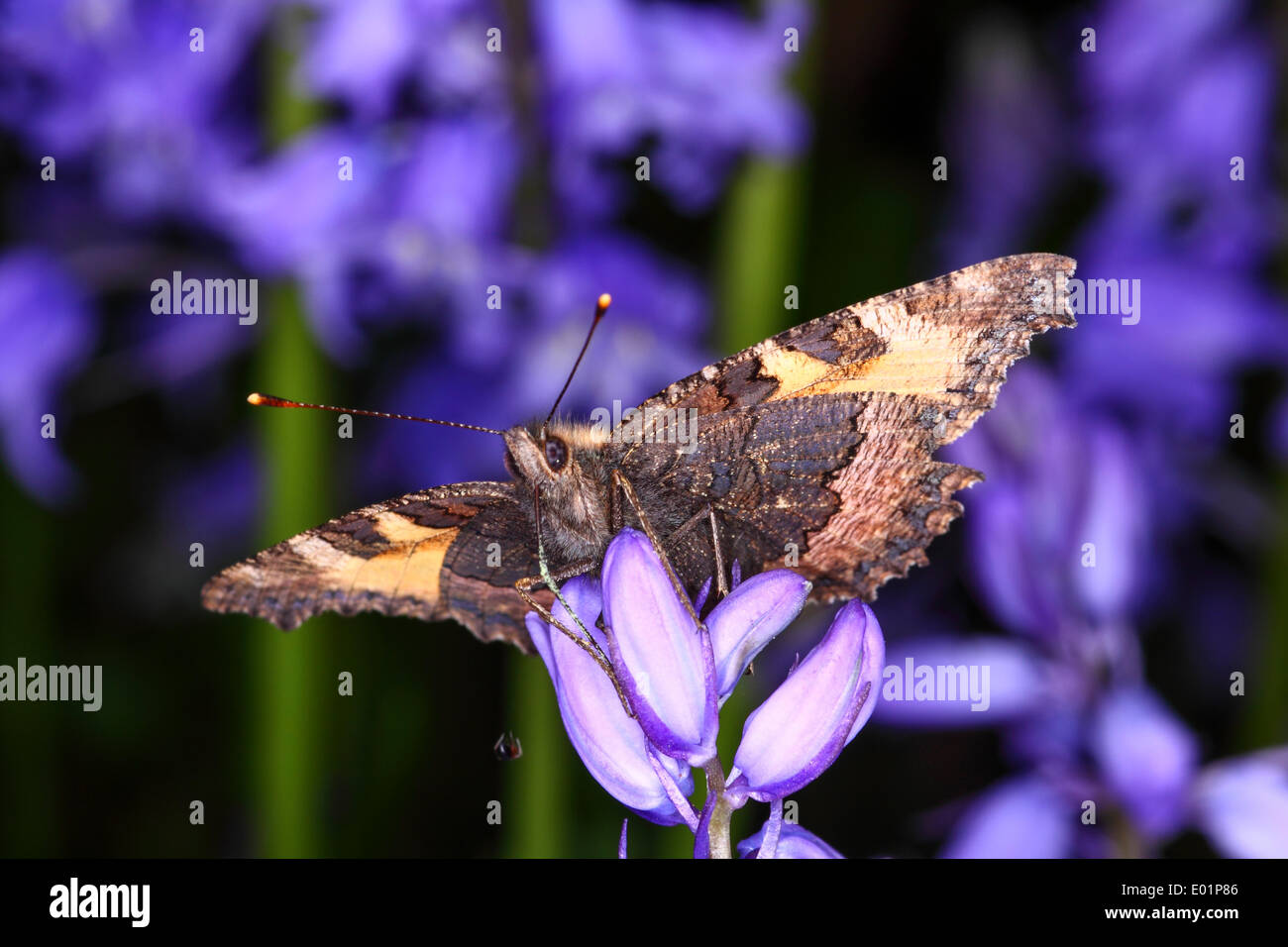 Piccola tartaruga farfalla sulla bluebells Foto Stock