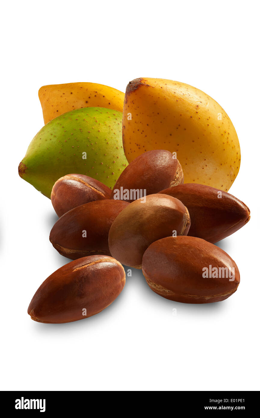 Fresca dadi Argan (Argania spinosa, pelati e non pelati contro uno sfondo bianco Foto Stock