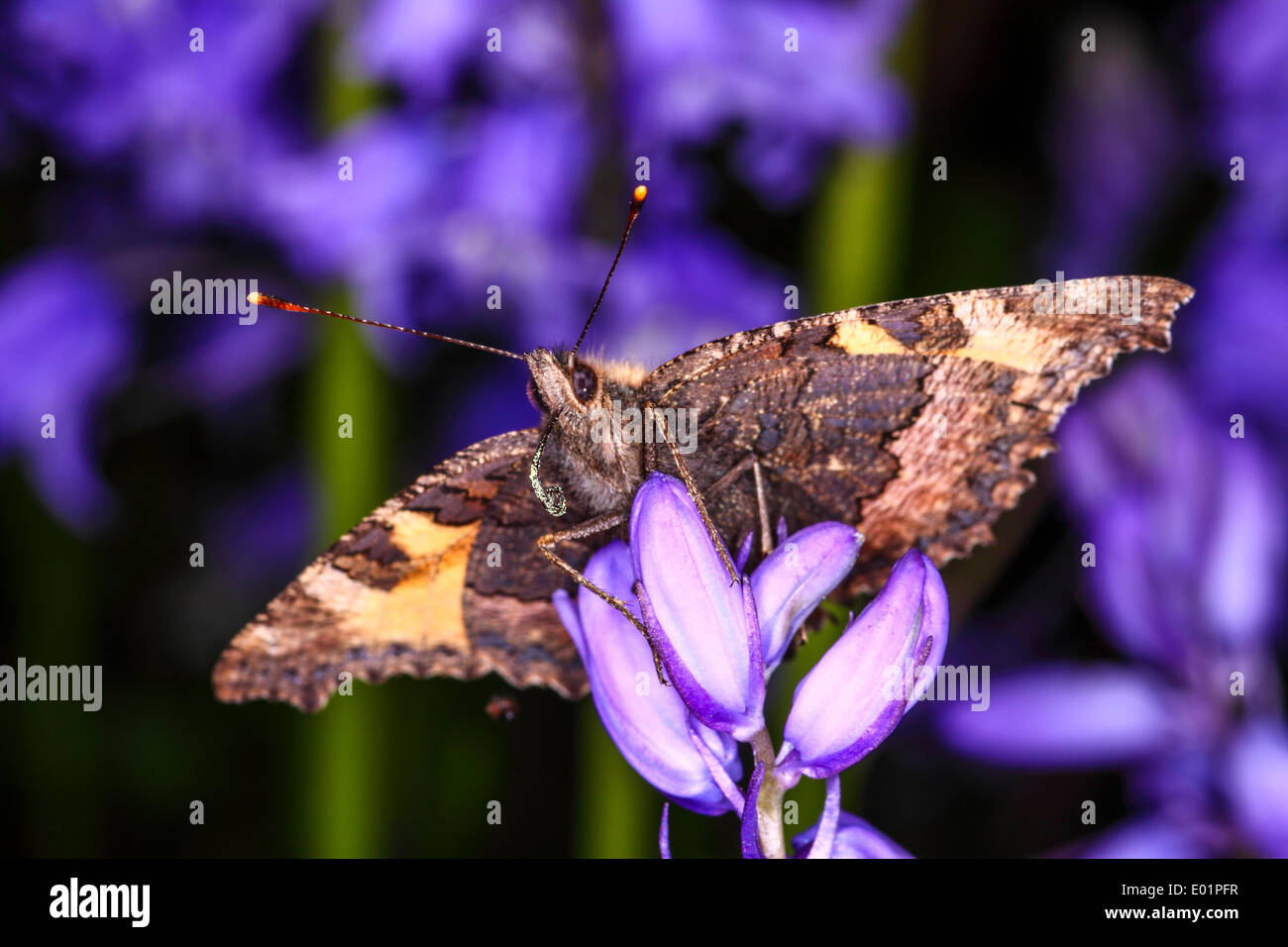 Piccola tartaruga farfalla sulla bluebells Foto Stock