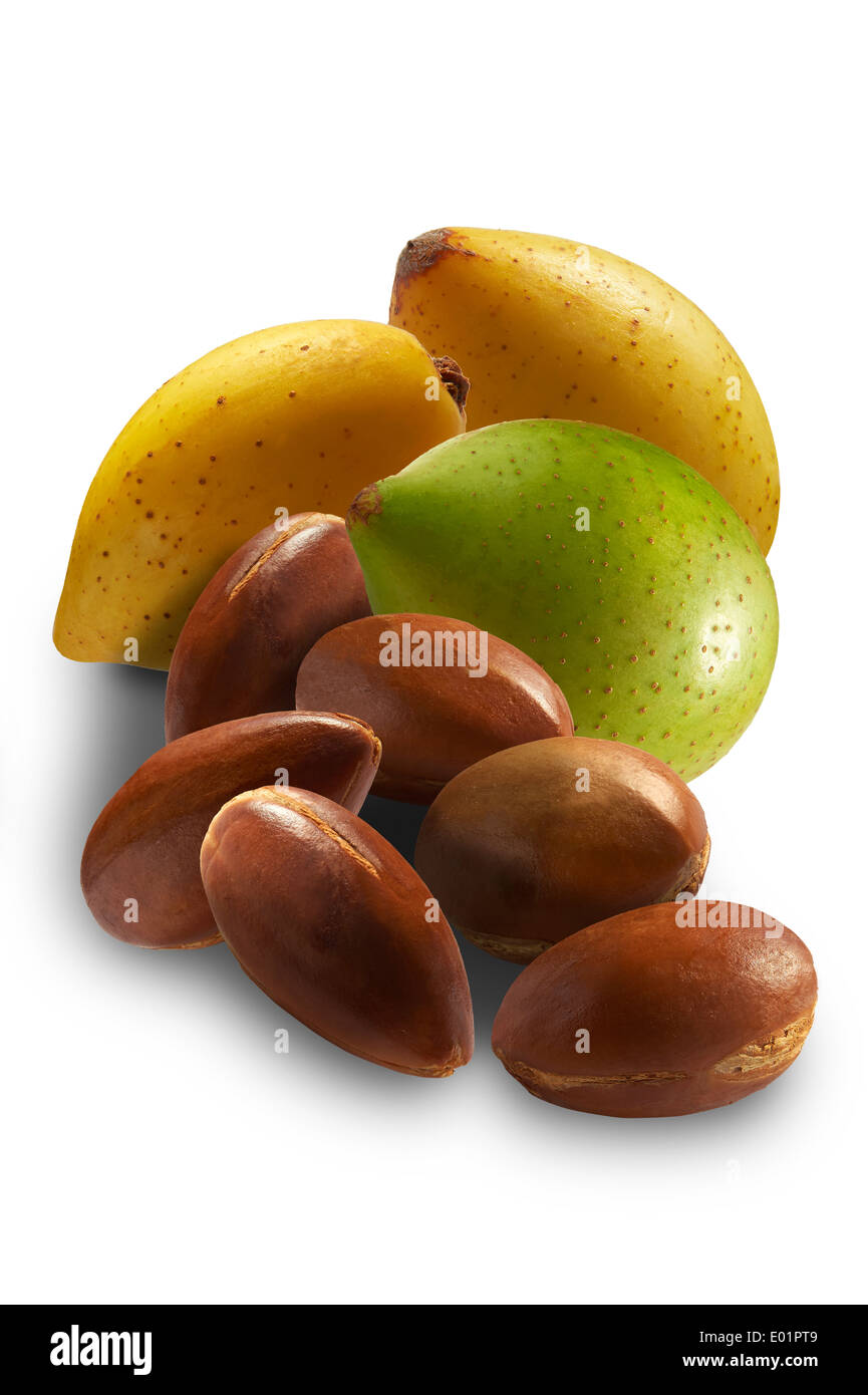 Fresca dadi Argan (Argania spinosa, pelati e non pelati contro uno sfondo bianco Foto Stock