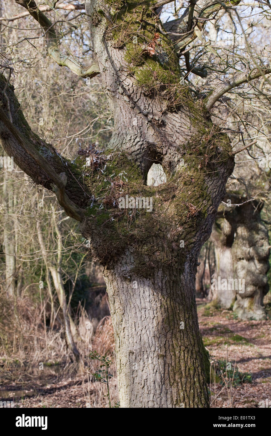 Comune, Pedunculate o Farnia (Quercus robur). Il tronco di un albero maturo. Mostra la biforcazione e ri-unire. Foto Stock
