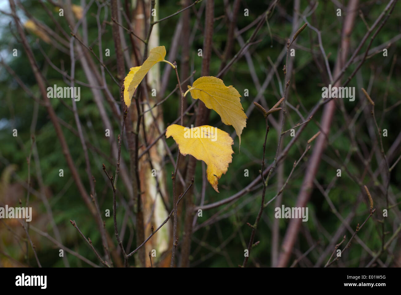 Roverella (Betulla Betula pubescens). Foglie di autunno. Foto Stock