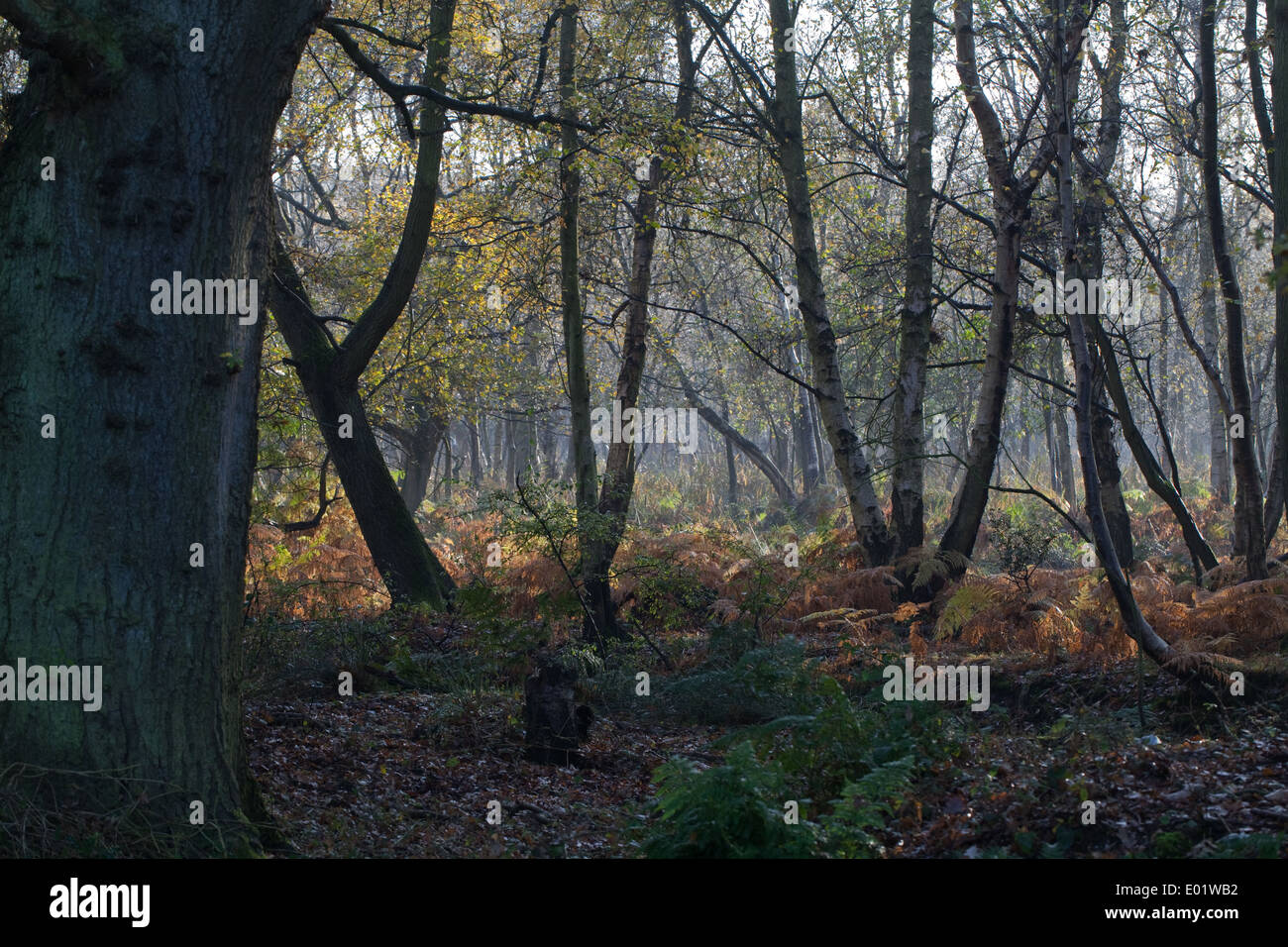 Bosco umido. Rovere (Quercus robur, a sinistra e più giovani betulle roverella (Betula pubescens) a destra. La copertura del terreno di felci Dypterus (sp). Foto Stock