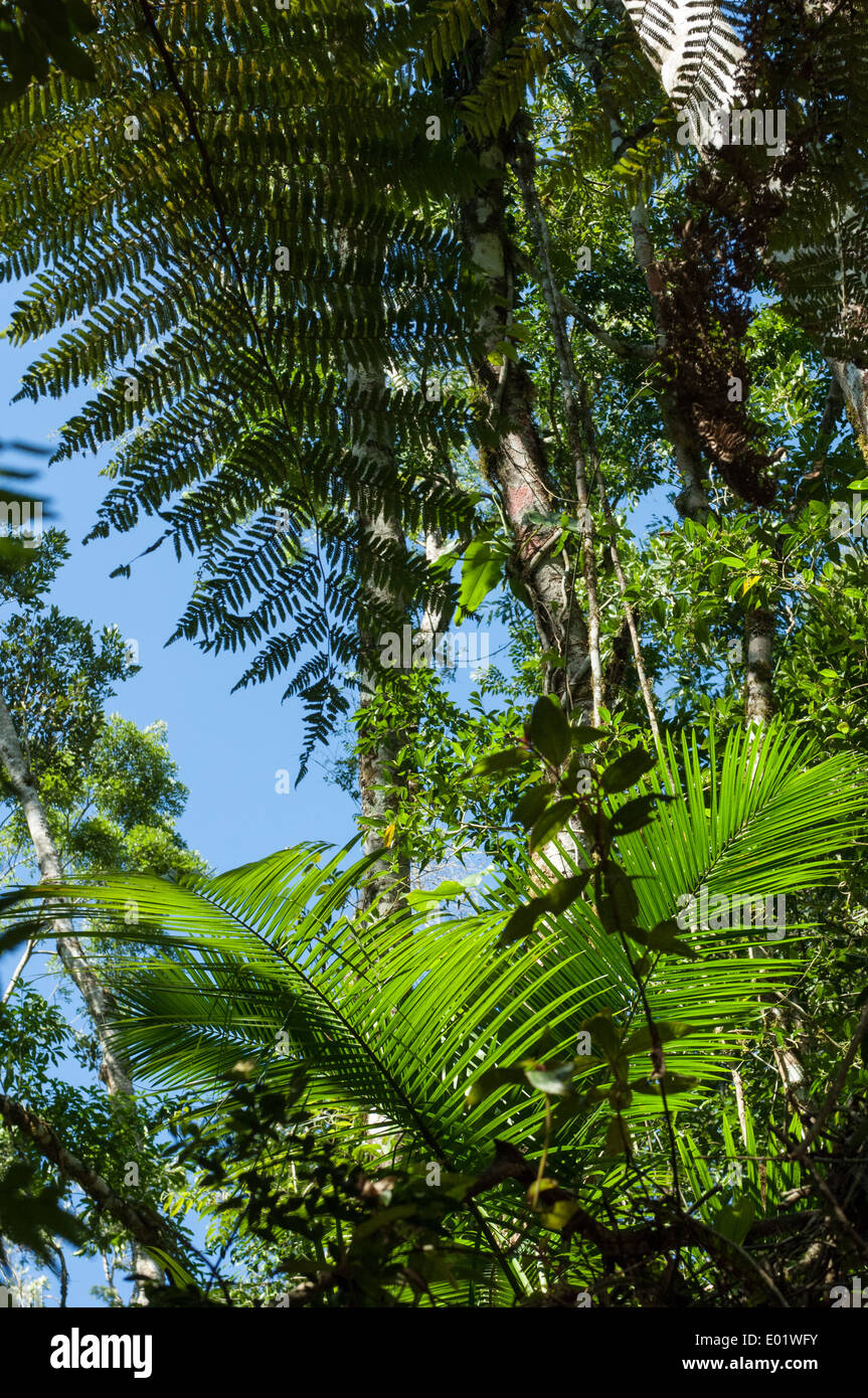 La lussureggiante foresta tropicale in crescita in un'area di Mata Atlantica Atlantico Foerst pioggia. Foto Stock