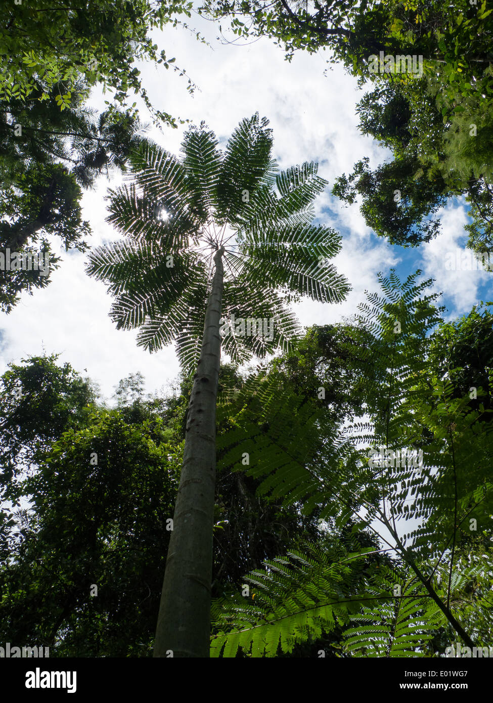 Tall tree fren e la lussureggiante foresta tropicale in crescita in un'area di Mata Atlantica Atlantico Foerst pioggia. Foto Stock