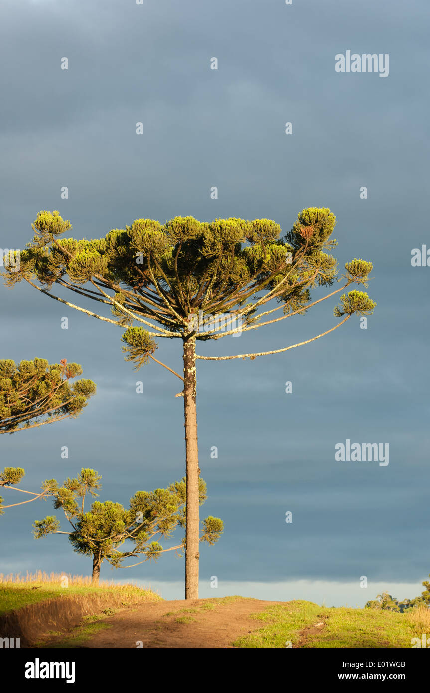 Araucaria Parana Pine Tree nella luce del pomeriggio, Stark contro un steely cielo nuvoloso. Foto Stock