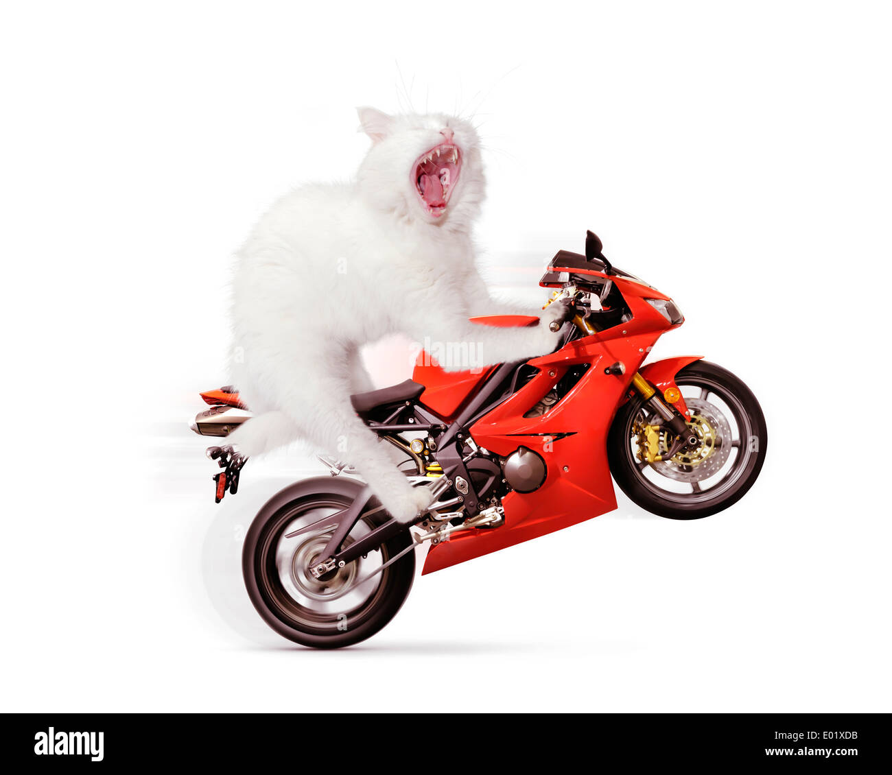 Licenza disponibile su MaximImages.com - concetto umoristico di un gatto bianco che fa una ruota su una moto sportiva rossa, isolato su sfondo bianco Foto Stock