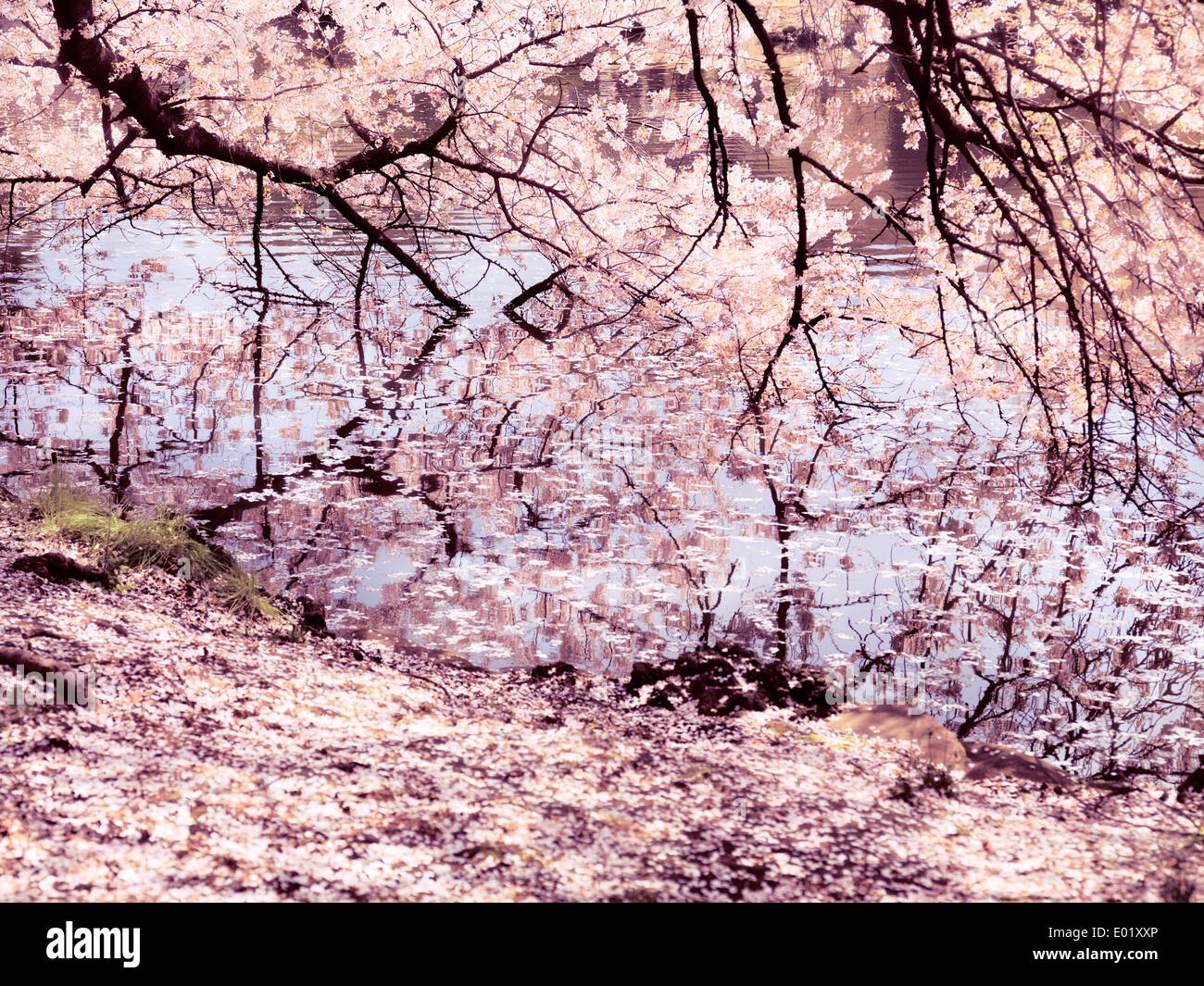Fioritura ciliegio rami toccano acqua a Shinjuku Gyoen National Garden a Tokyo Giappone Foto Stock