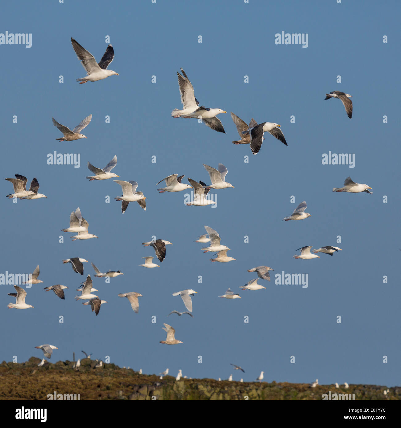 Flock of Seagulls battenti, Breidafjordur, Islanda Foto Stock