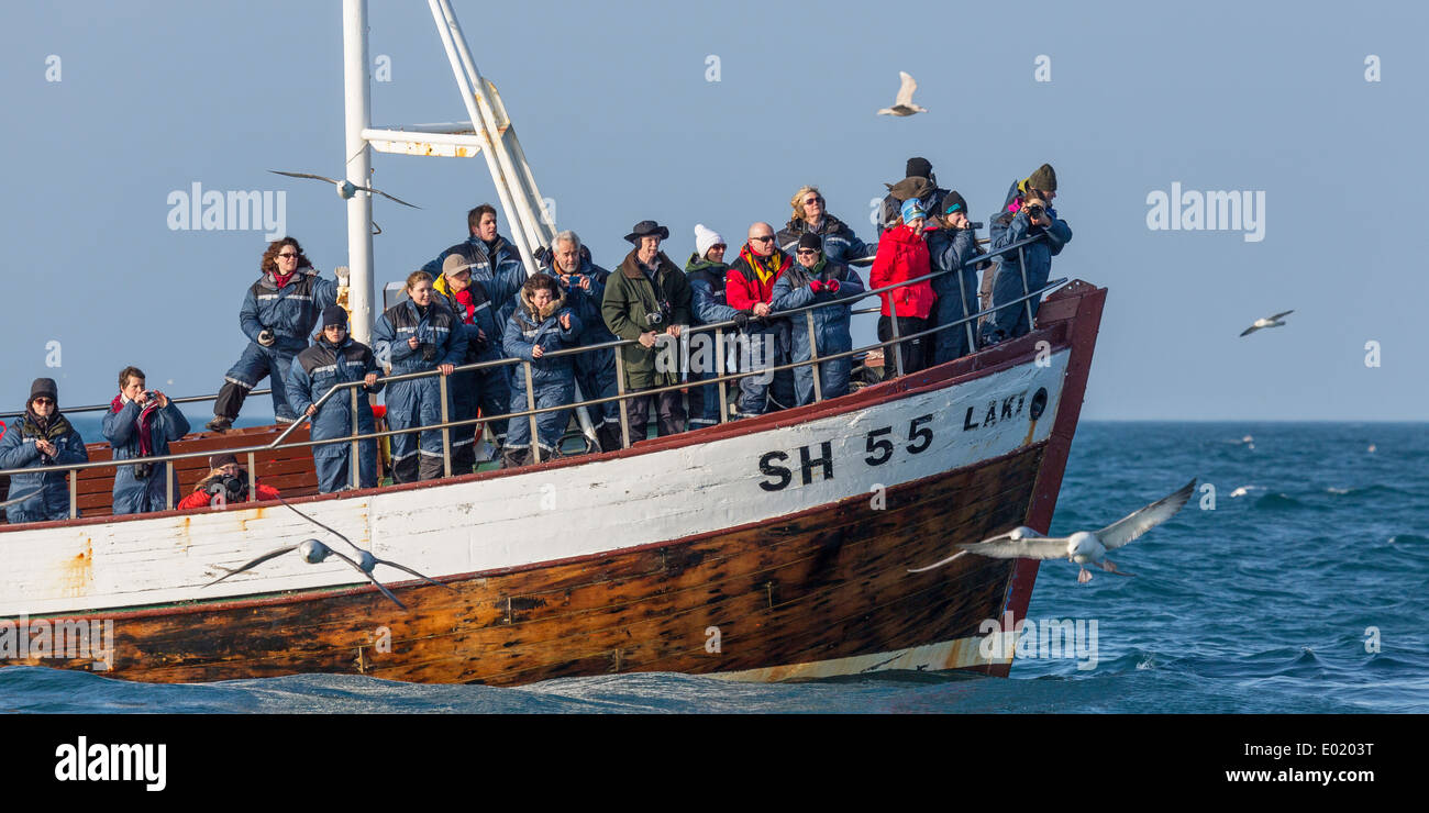 Orca balene vicino al whale watching tour in barca, breidafjordur, Islanda Foto Stock