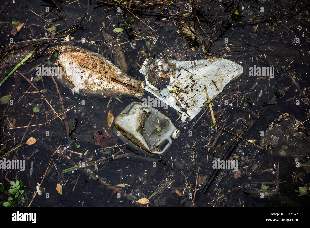 Morto il pesce marcio floating tra i rifiuti e non rifiuti degradabile in acqua di fiume Foto Stock