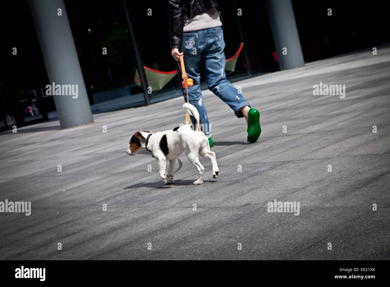 La donna a piedi un cane in città Foto Stock