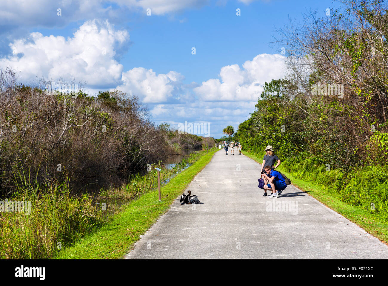 Tourist fotografare un Anhinga (Anhinga anhinga) sulla valle di squalo loop road, Everglades National Park, Florida, Stati Uniti d'America Foto Stock