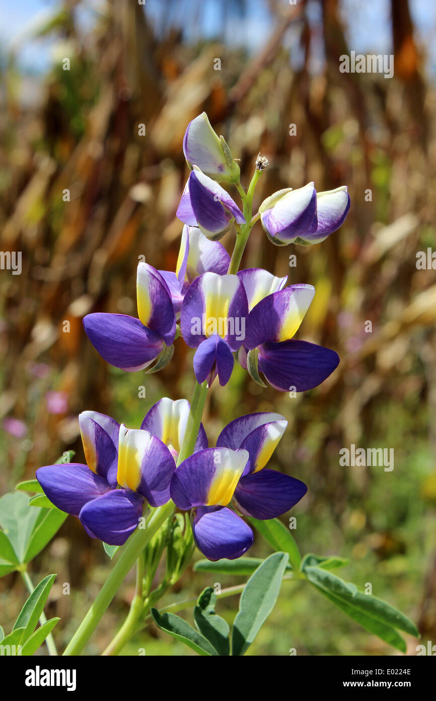 Un fiore di lupino cresce accanto ad un campo di grano in una fattoria in Cotacachi, Ecuador Foto Stock