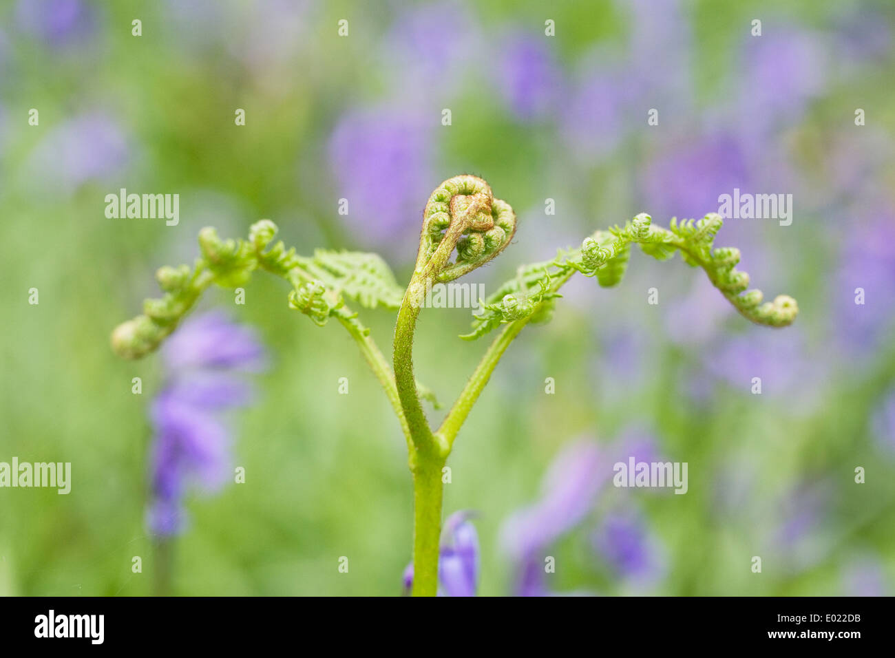 Bracken dispiegarsi tra inglese Bluebells in primavera. Foto Stock