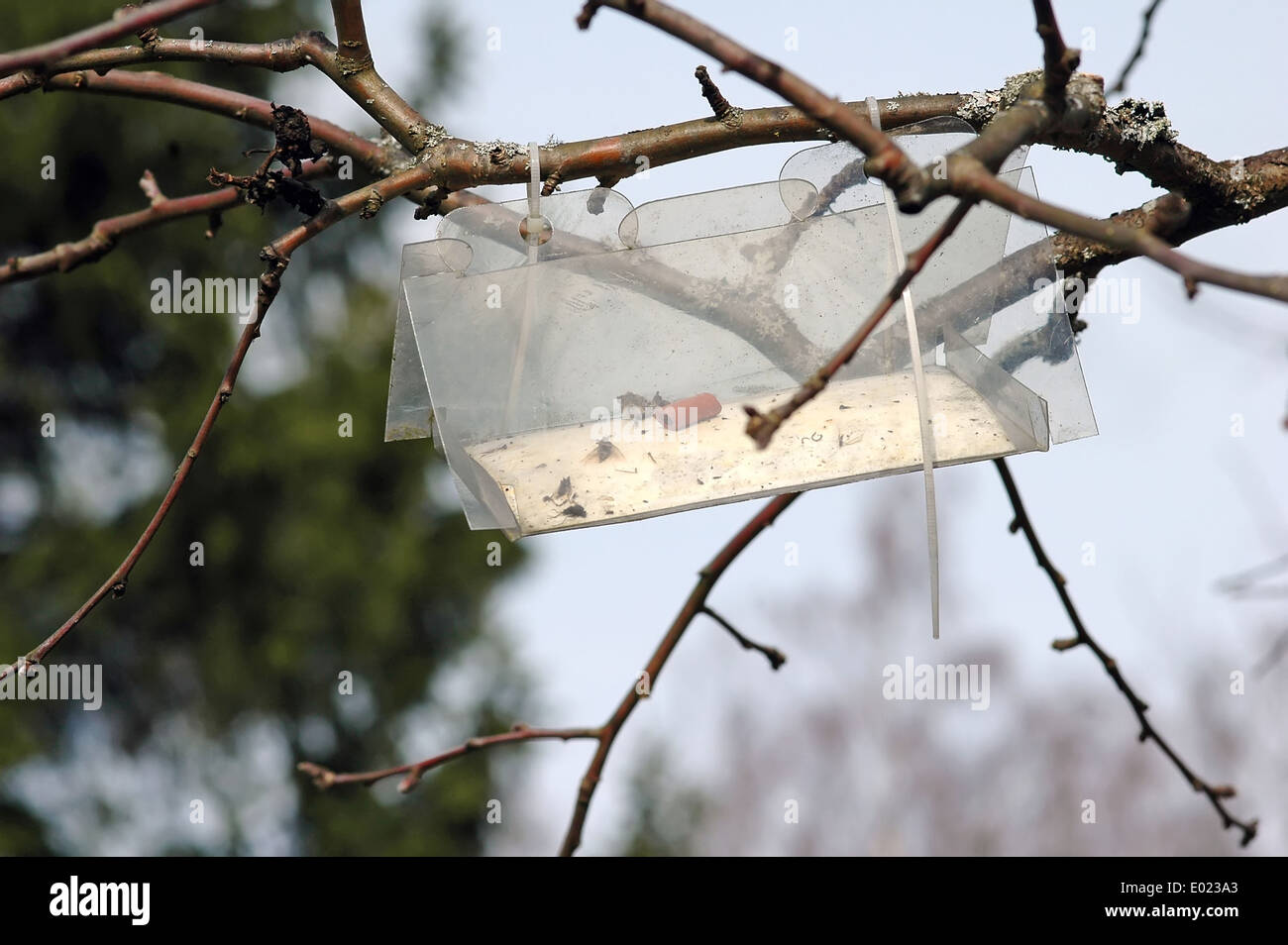 Trappola per la cattura di insetti e di proteggere gli alberi di Apple Foto Stock