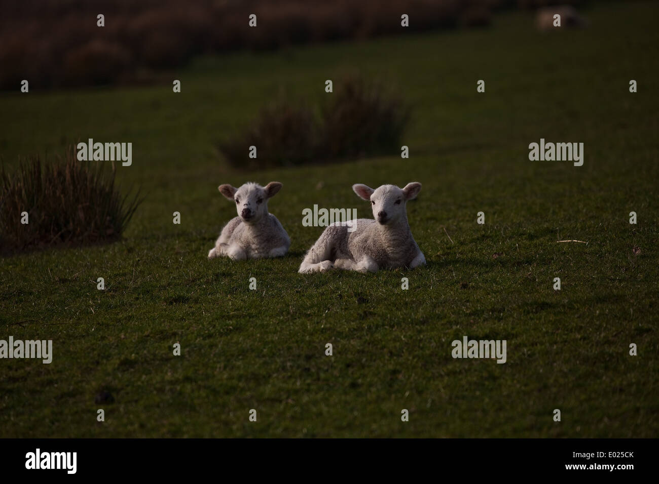 Baby agnelli crogiolarsi nel tepore ot sole primaverile. Foto Stock