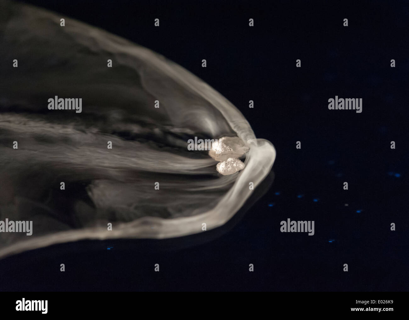 Un piccolo (1 cm) di grandi dimensioni pezzo di solidi congelati di neve di anidride carbonica è flottante su una superficie di acqua mentre è evaporare. Foto Stock