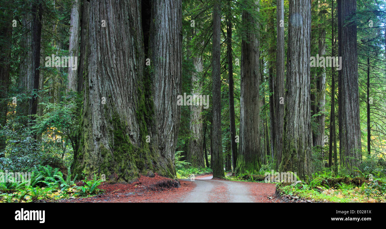 Foto di jedediah smith redwoods State Park, California Foto Stock