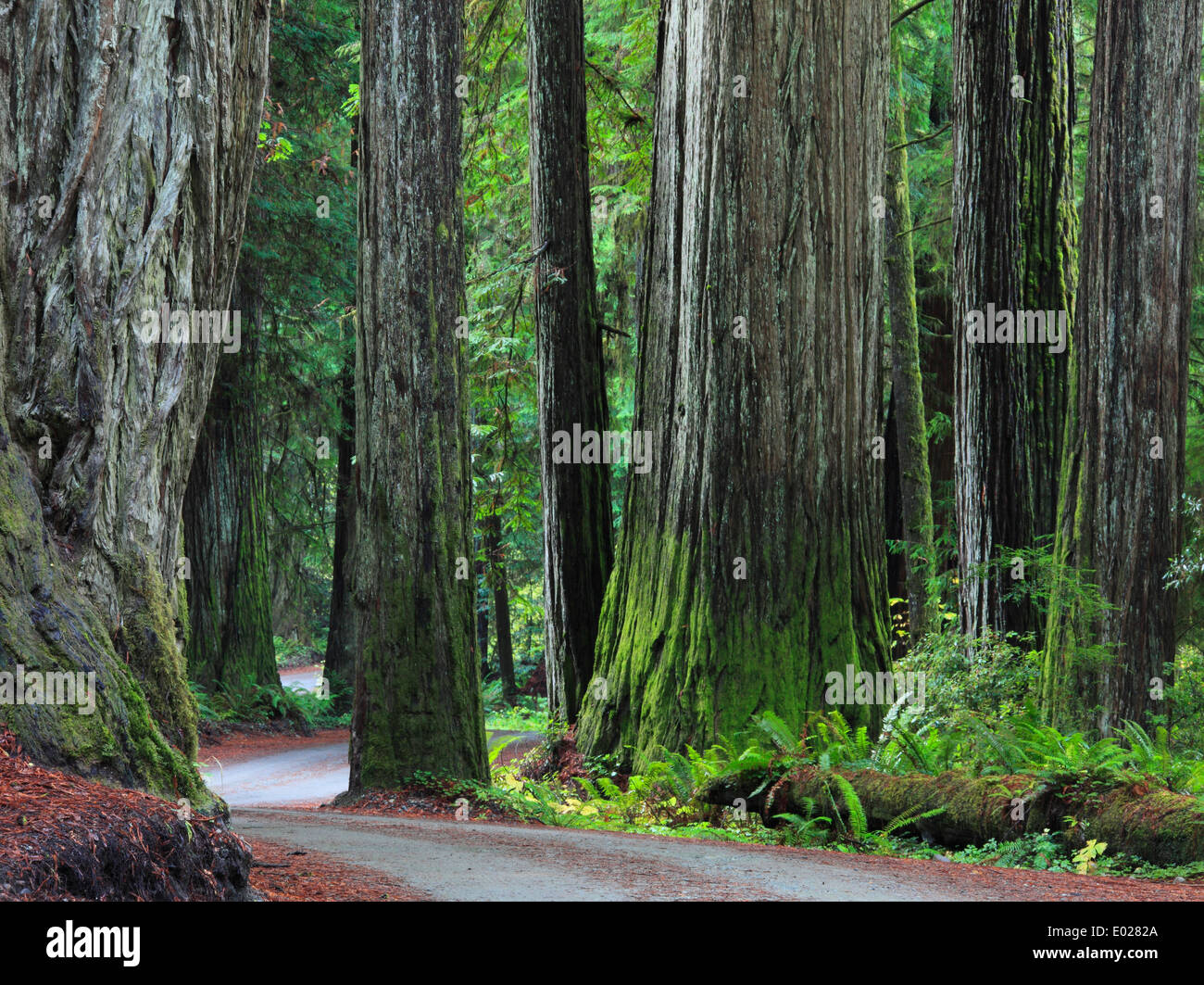 Foto di jedediah smith redwoods State Park, California Foto Stock