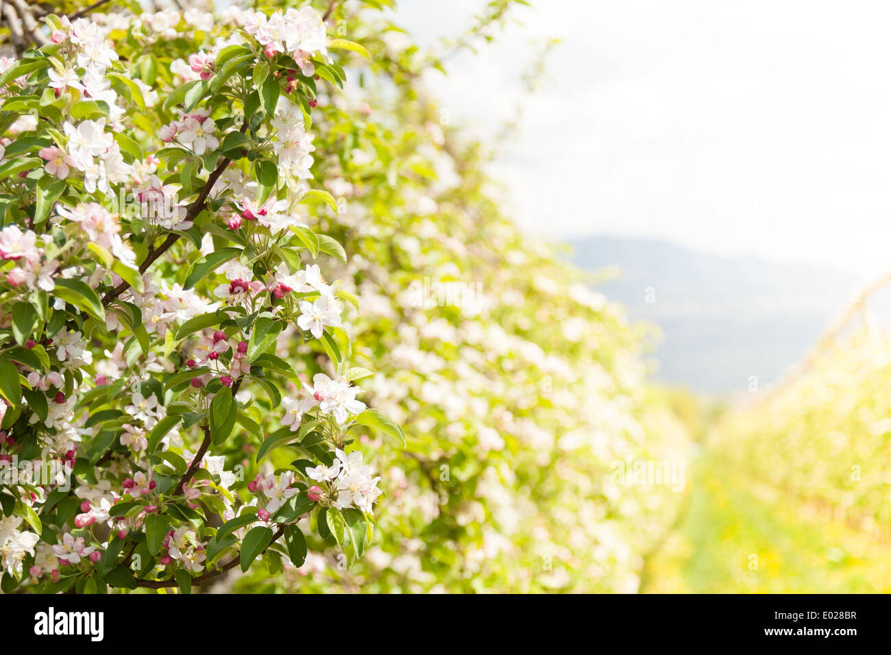 Albero di Apple Blossom nel tempo primaverile Foto Stock