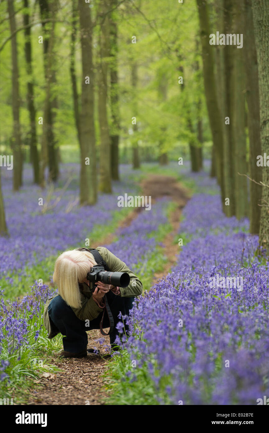 Fotografo femmina bluebells fotografare in un legno inglese Foto stock -  Alamy