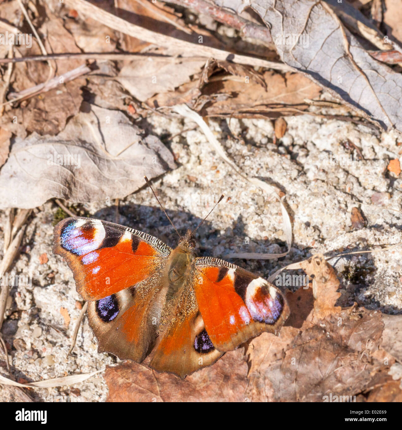 Primo piano di una farfalla con grandi ali di colore arancione con macchie viola Foto Stock