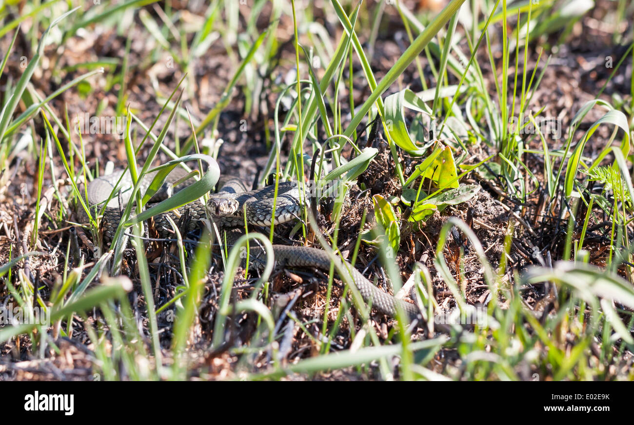 Biscia o inanellato o serpente Natrix natrix sul terreno in primavera Foto Stock