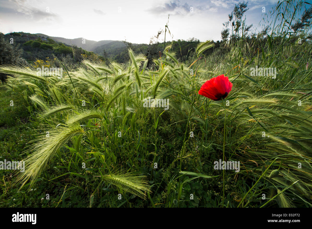 Campo con fiore di papavero, vicino a Vinci, Toscana, Italia Foto Stock