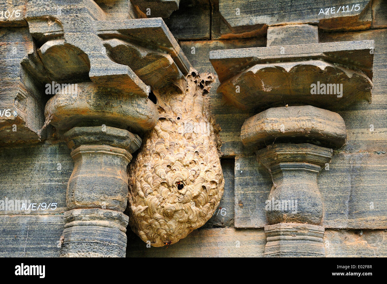 Nido di calabroni (tropica di Vespa) a un tempio, Polonnaruwa, Nord provincia centrale, Sri Lanka Foto Stock