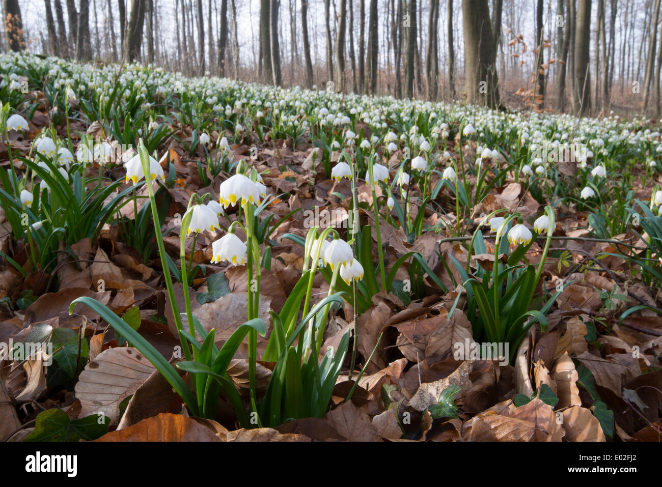 Fiocchi di neve di primavera (Leucojum vernum), Bassa Sassonia, Germania Foto Stock