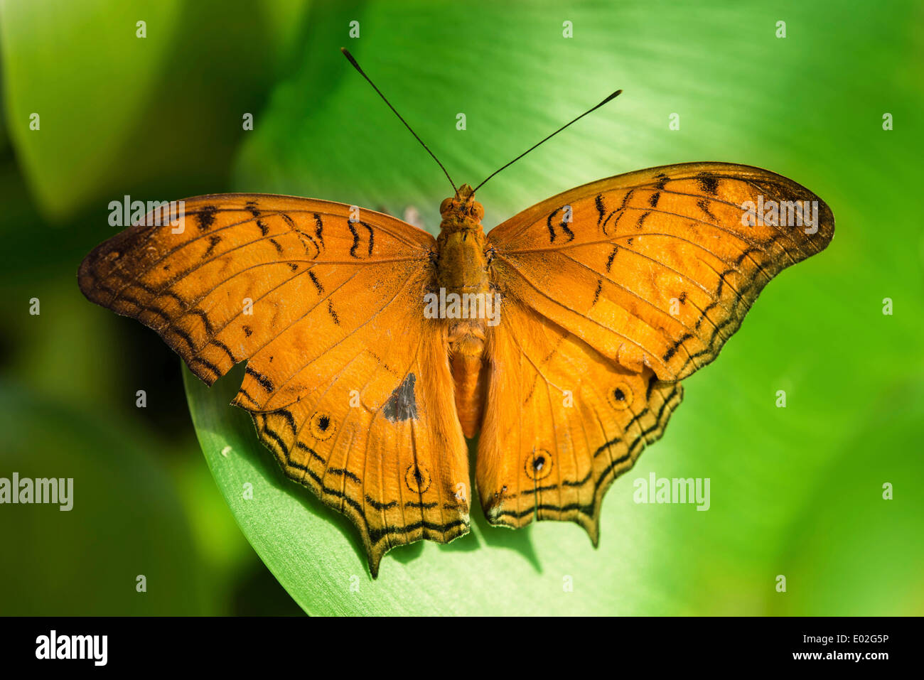 Brush-footed Butterfly (Nymphalidae), captive, Monaco di Baviera Foto Stock