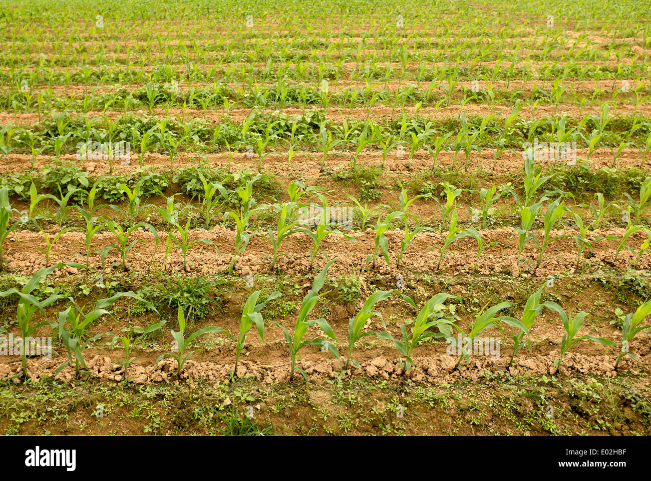 Righe di vegetali che crescono su Agriturismo vicino a Hoi An Vietnam Foto Stock