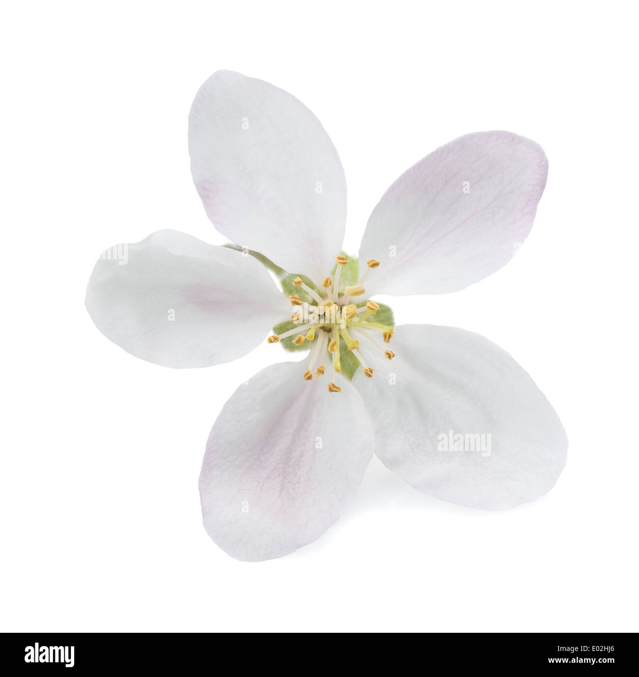 Apple fiore con boccioli isolato su bianco Foto Stock