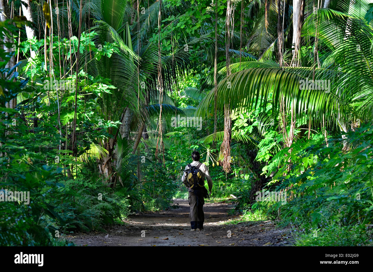Africa, isole Seicelle, Denis Island, foresta di latifoglie all'interno dell'isola Foto Stock