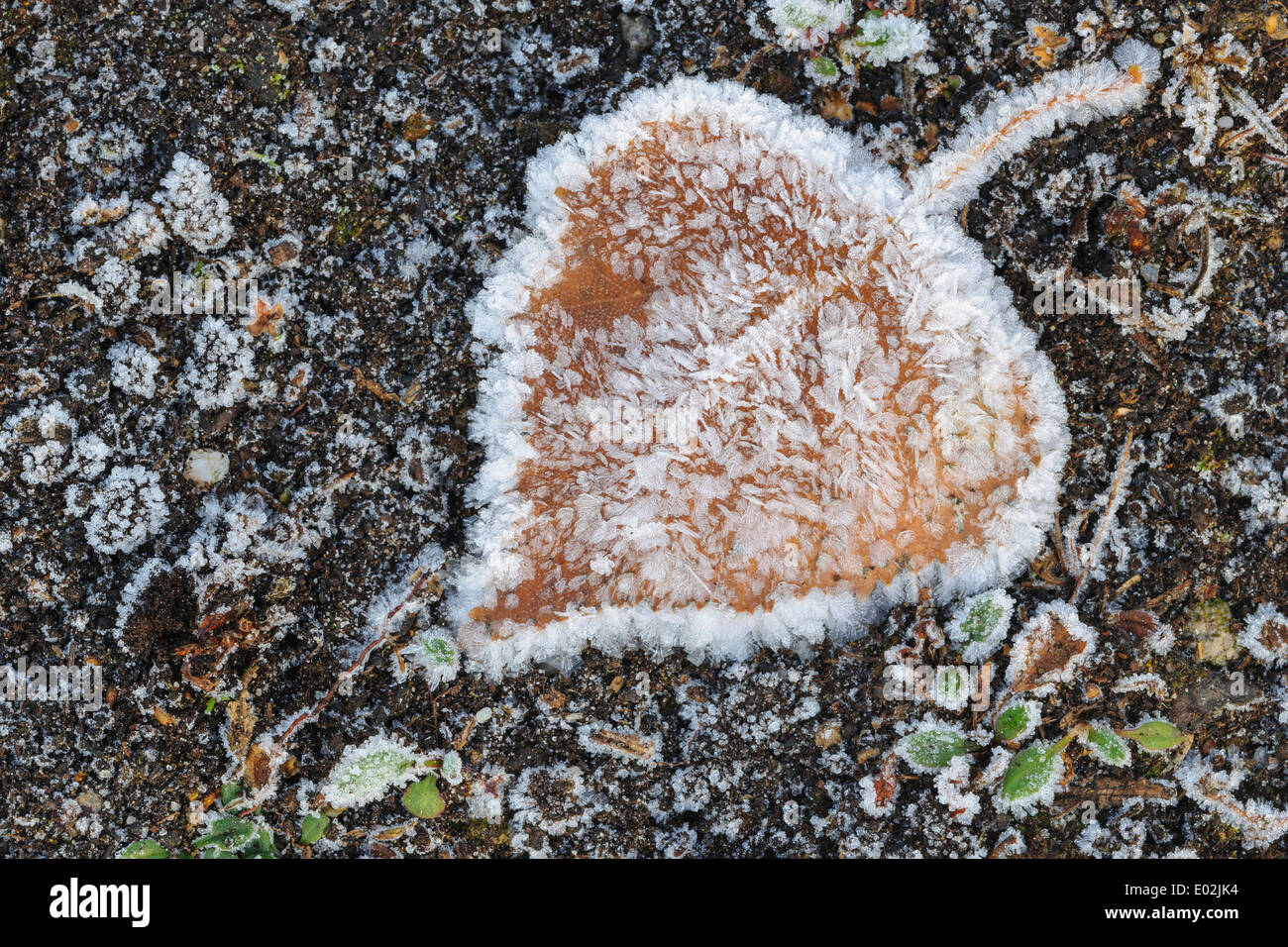 Betulla foglie con trasformata per forte gradiente frost Foto Stock