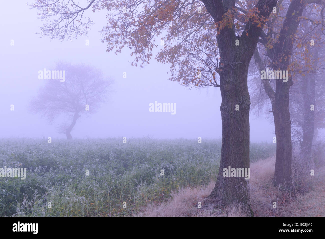 Alberi in corrispondenza del bordo di un campo, vechta, Bassa Sassonia, Germania Foto Stock