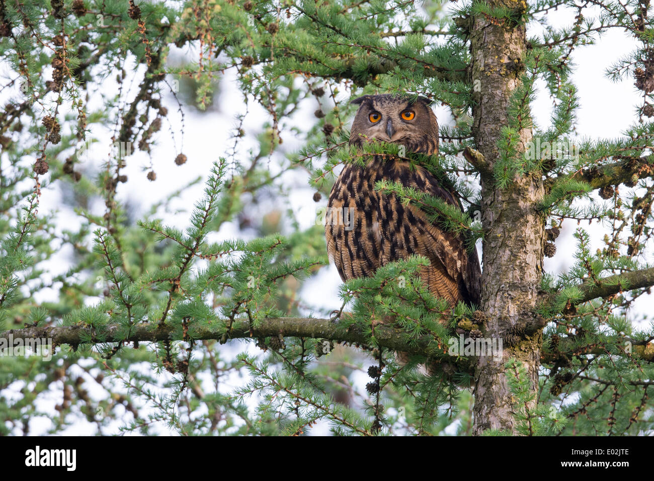 Gufo reale, Bubo bubo, Germania Foto Stock