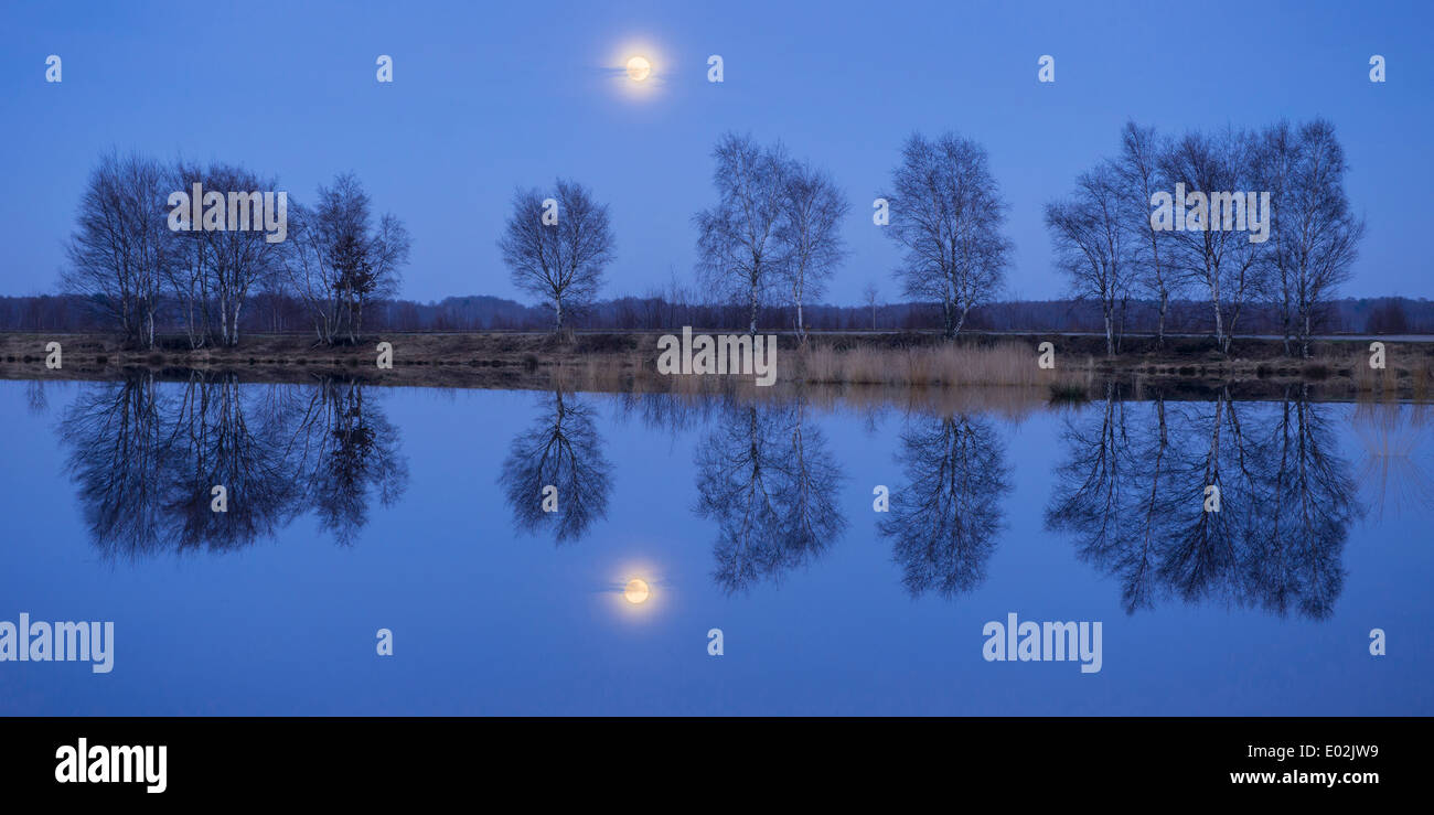 Le betulle al sorgere della luna in goldenstedter moor, Bassa Sassonia, Bassa Sassonia, Germania Foto Stock