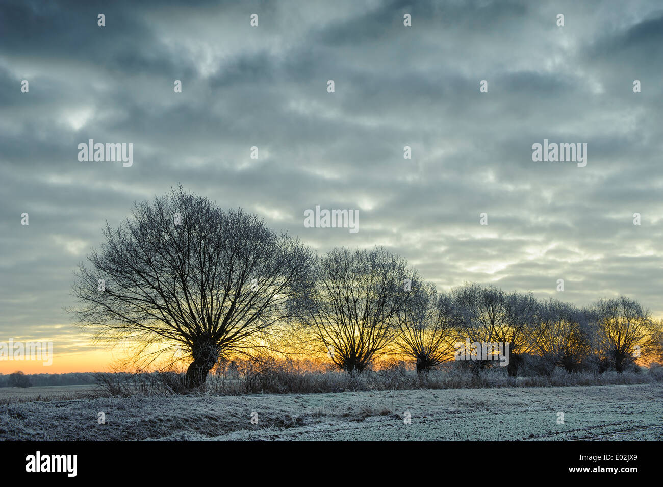 Pollard salici in inverno, Vechta distretto, Bassa Sassonia, Germania Foto Stock