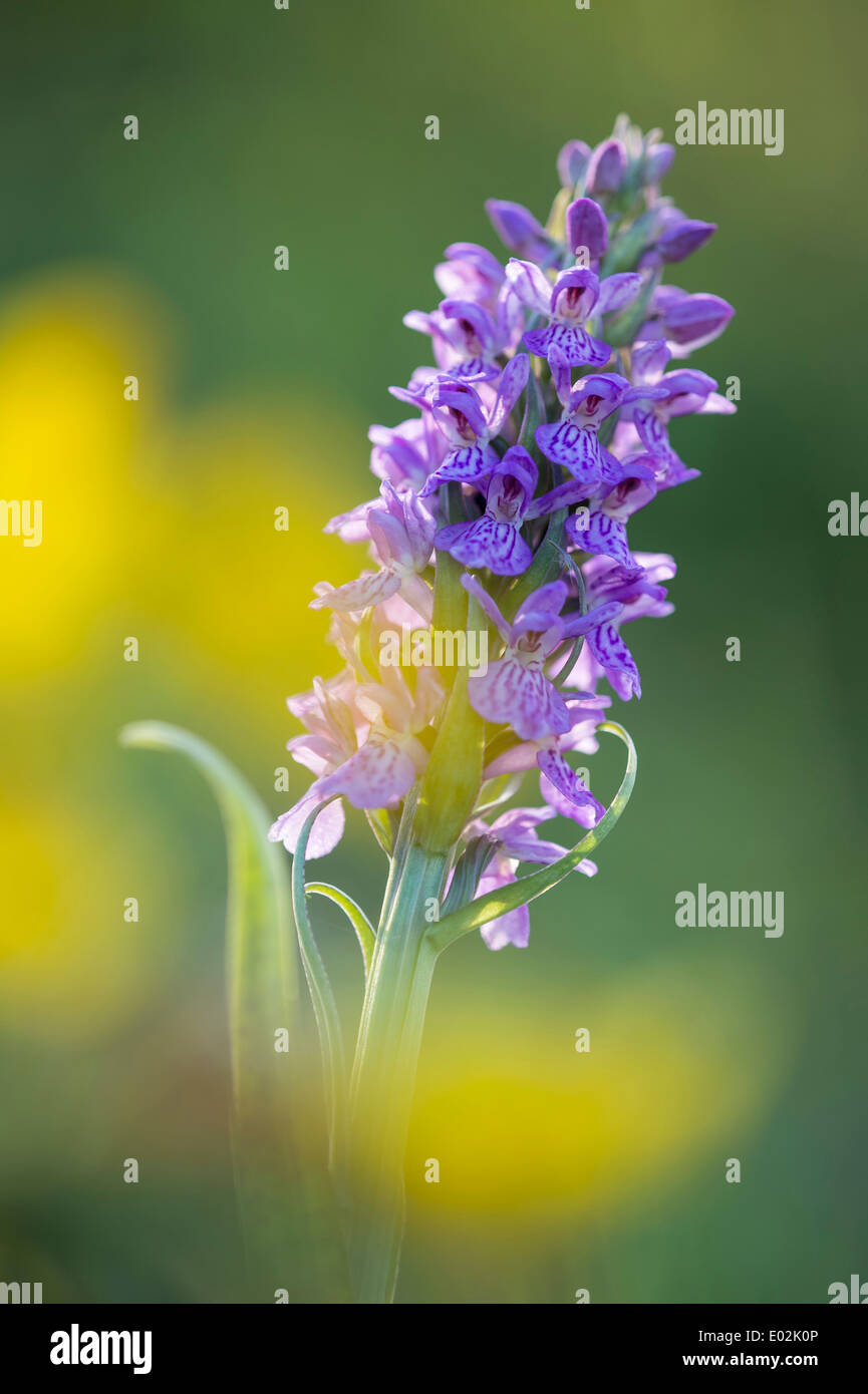 Sud della palude, orchidea Dactylorhiza Praetermissa, Bassa Sassonia, Germania Foto Stock