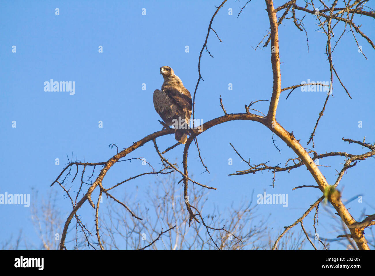 Eagle su albero secco contro il cielo blu fotografato nel Parco Nazionale del Serengeti, Tanzania Foto Stock