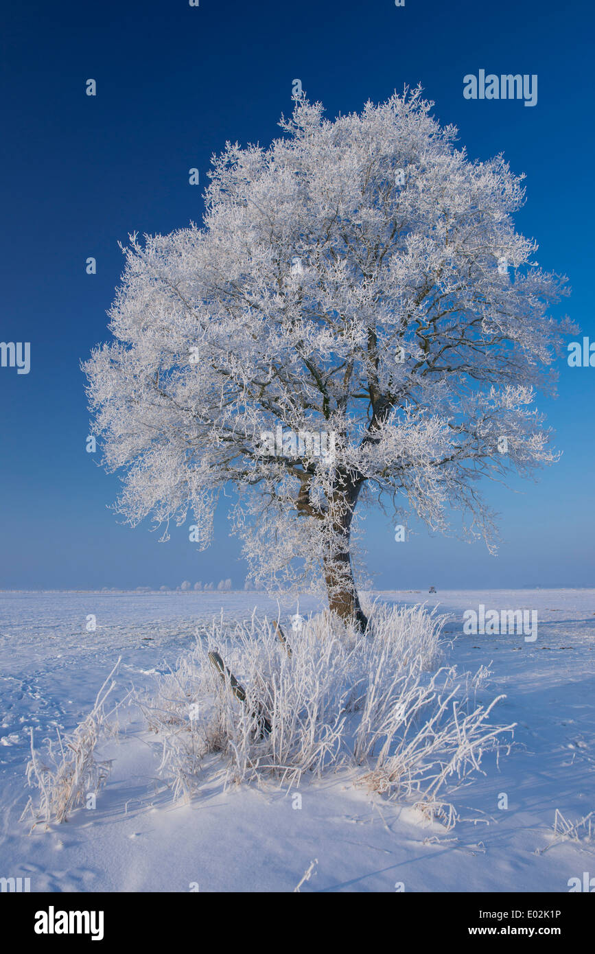 Oak in inverno, vechta distretto, Bassa Sassonia, Germania Foto Stock