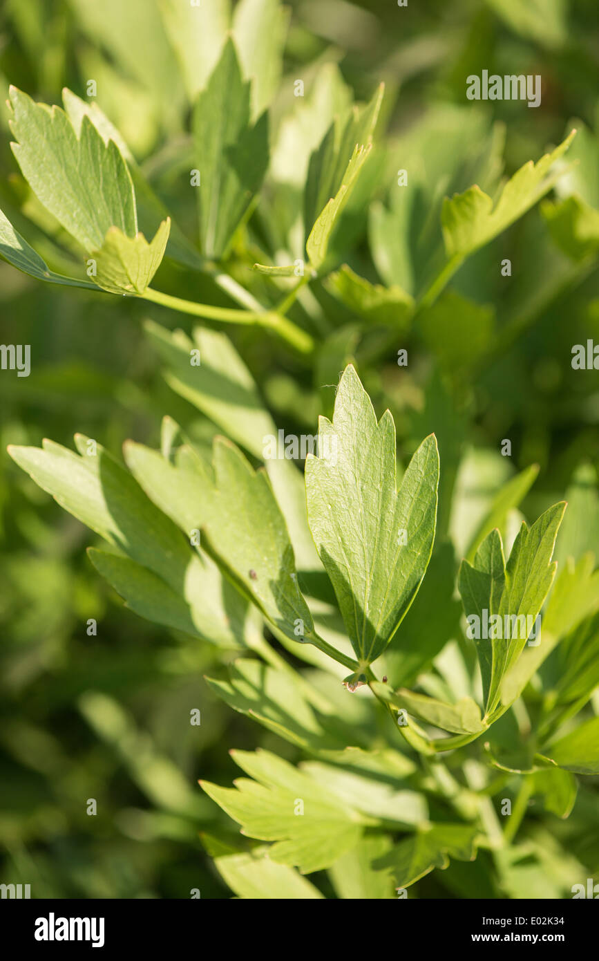 (Levistico Levisticum officinale) cresce in giardino, Svezia Foto Stock