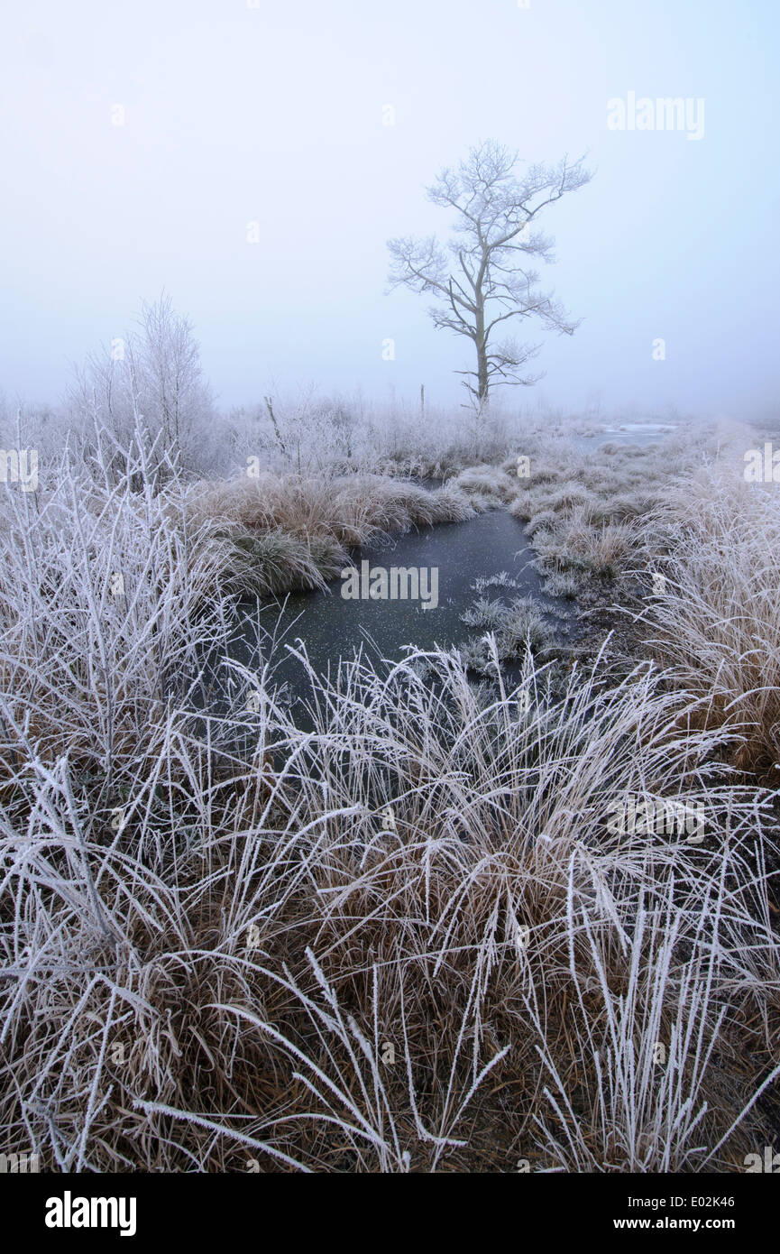 Goldenstedter moor, Bassa Sassonia, Bassa Sassonia, Germania Foto Stock