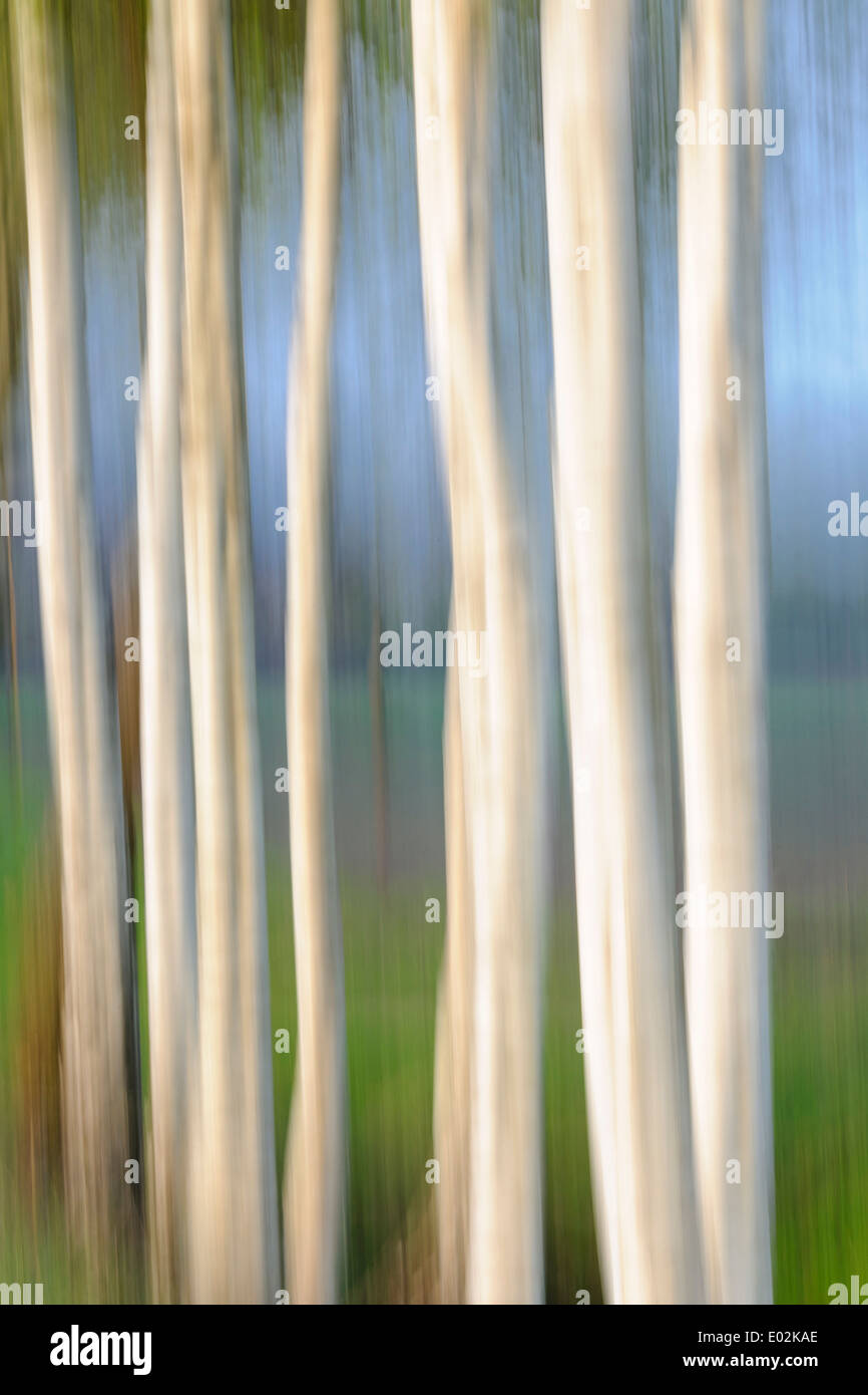 betulle offuscate Foto Stock