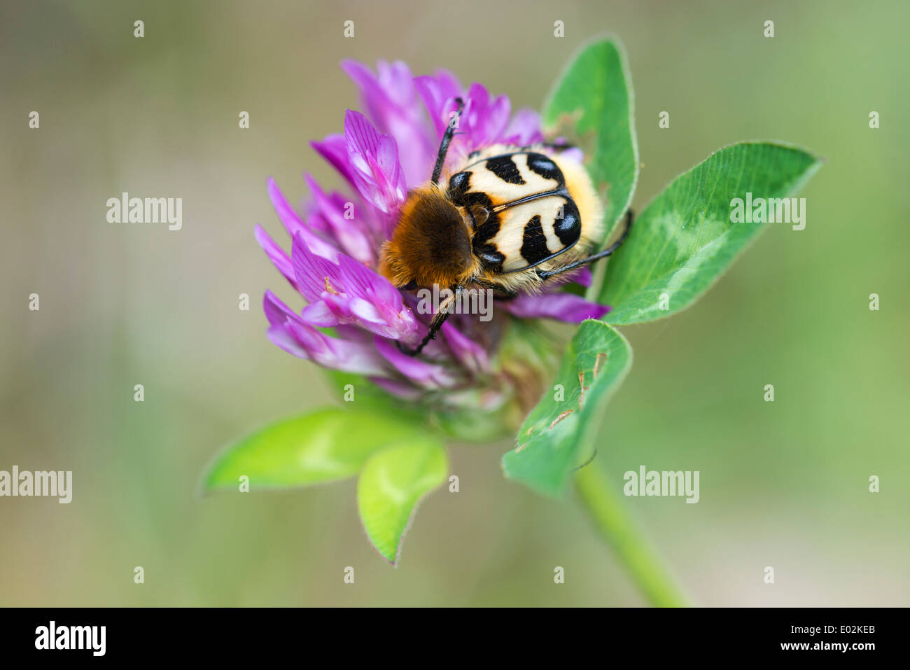 Bee beetle sul fiore di trifoglio, trichius fasciatus Foto Stock
