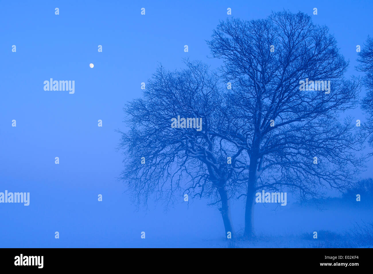 Oak in inverno, vechta distretto, Bassa Sassonia, Germania Foto Stock