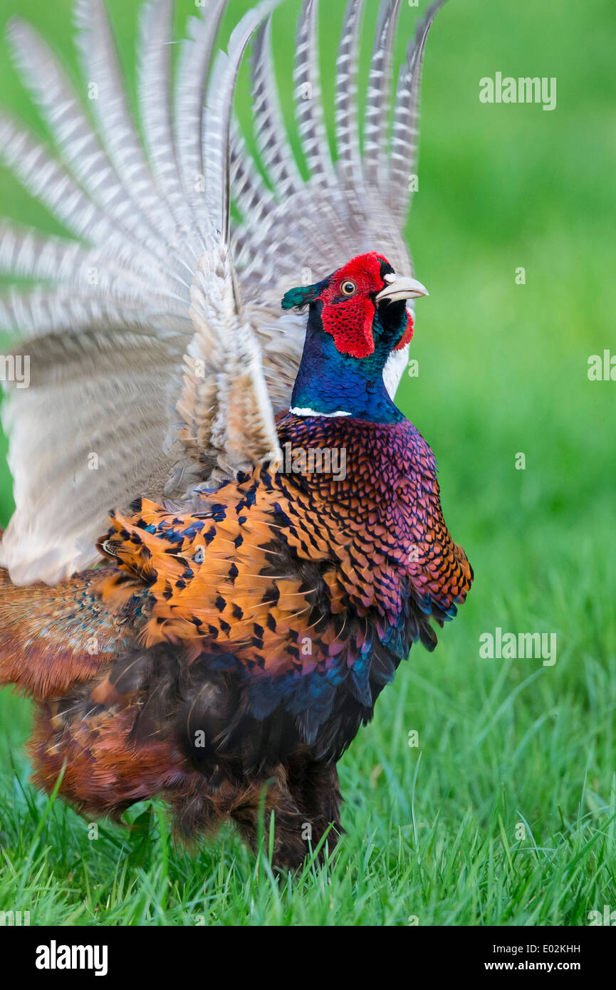 Chiamata di accoppiamento, comune, fagiano Phasianus colchicus, vechta, Bassa Sassonia, Bassa Sassonia, Germania Foto Stock