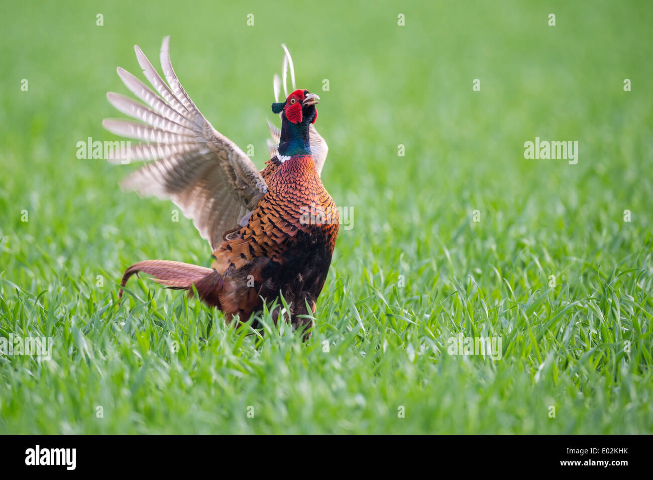 Chiamata di accoppiamento, comune, fagiano Phasianus colchicus, vechta, Bassa Sassonia, Bassa Sassonia, Germania Foto Stock